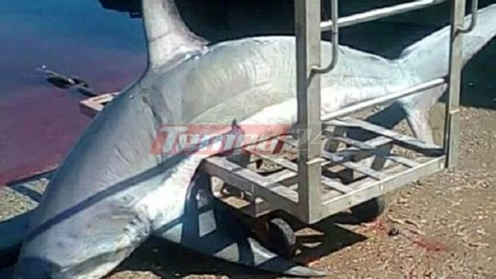 Δεν πίστευε στα μάτια του -Έπιασε στα δίχτυα του καρχαρία 200 κιλών (εικόνα)